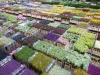 FloraHolland Distributie halKlokken Tribunegemaakt op :11-4-08